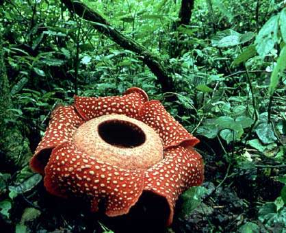 マレー半島で見られる世界最大の花、ラフレシア