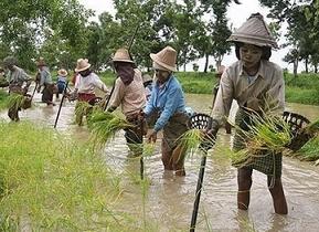 ミャンマーの稲作農村
