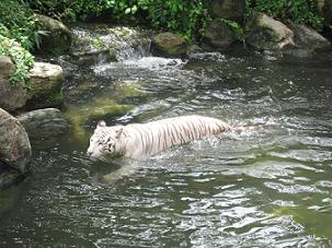 シンガポール動物園のホワイトタイガー